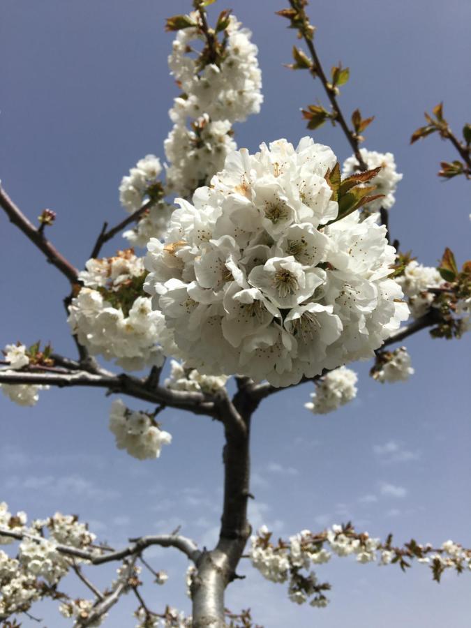Finca La Foia El Pou Confrides Dış mekan fotoğraf