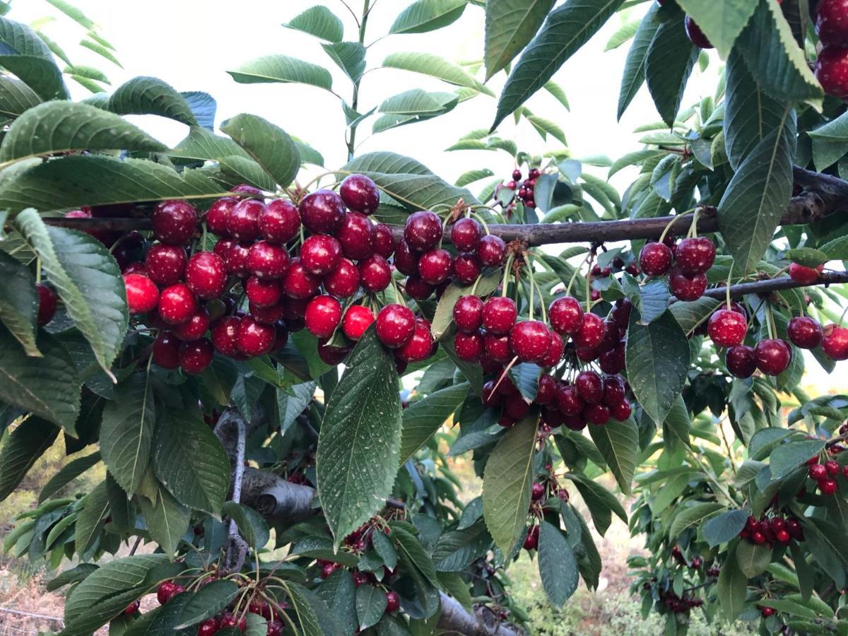 Finca La Foia El Pou Confrides Dış mekan fotoğraf