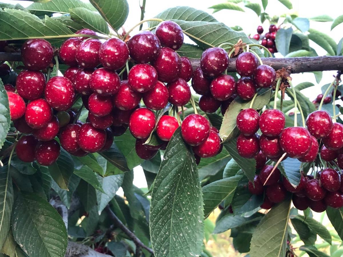 Finca La Foia El Pou Confrides Dış mekan fotoğraf